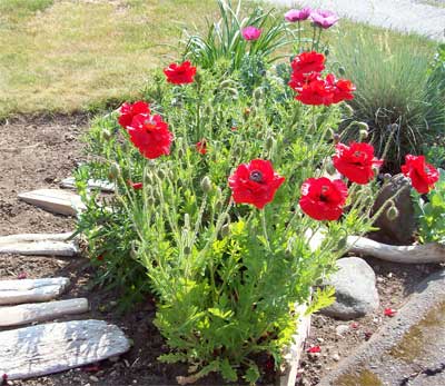 The Accidental Poppy Garden – Summerhouse Art